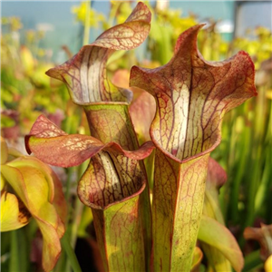 Sarracenia Hybrid H 50 Areolata X Alata Red Throat A. Slack